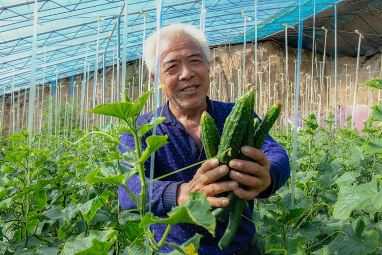 陜西大荔：“冬閒”變“冬忙”  大棚裏忙碌致富年