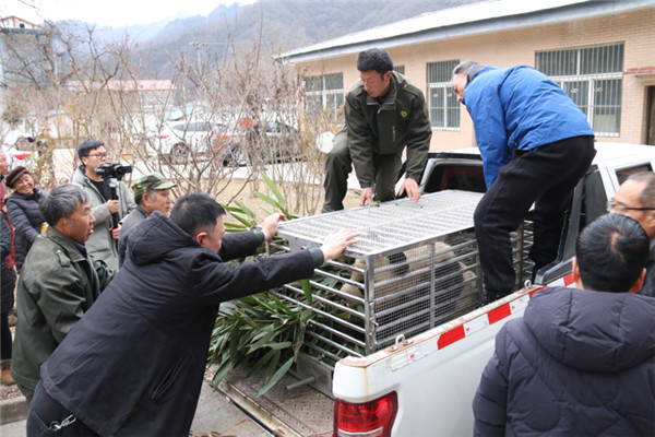 （野生大熊貓自然分佈密度居全國之首  附連結）漢中佛坪縣成功搶救一隻受傷野生大熊貓