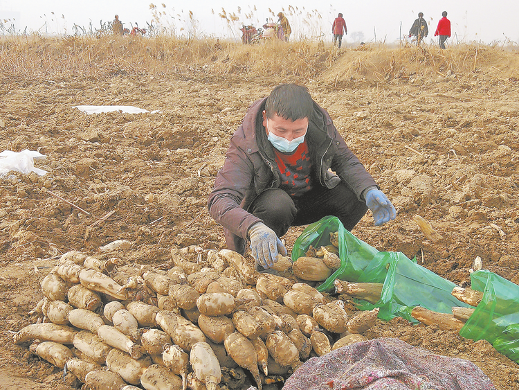 渭南經開區東四村種下脫貧藕 “蓮”通致富路