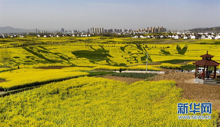 “秦嶺四寶”“現身”萬畝油菜花海