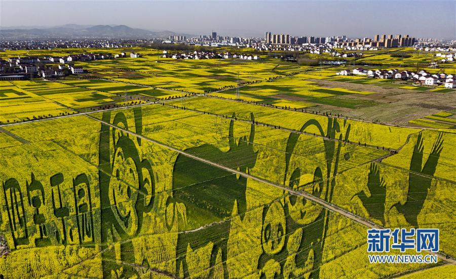 “秦嶺四寶”“現身”萬畝油菜花海