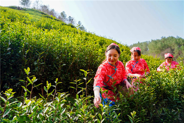 陜西勉縣：春日採茶忙