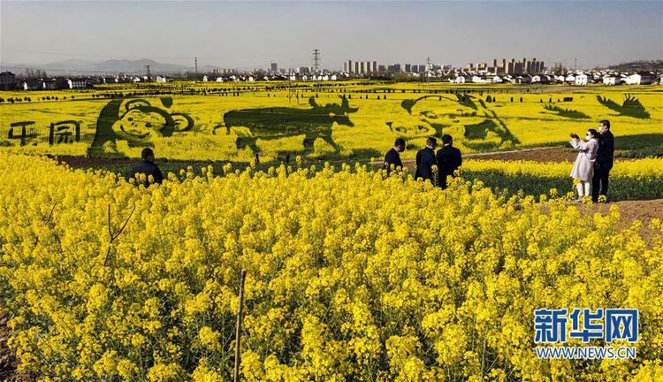 【中首陜西  圖】“秦嶺四寶”“現身”萬畝油菜花海