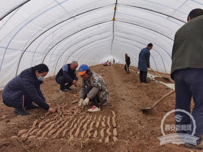 好春光裏春耕忙 農技人員送技術到田間地頭