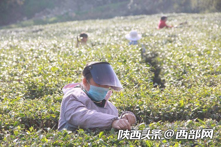 不漲價 不拖欠 不降低 東裕茗茶引領漢中仙毫發展新風向