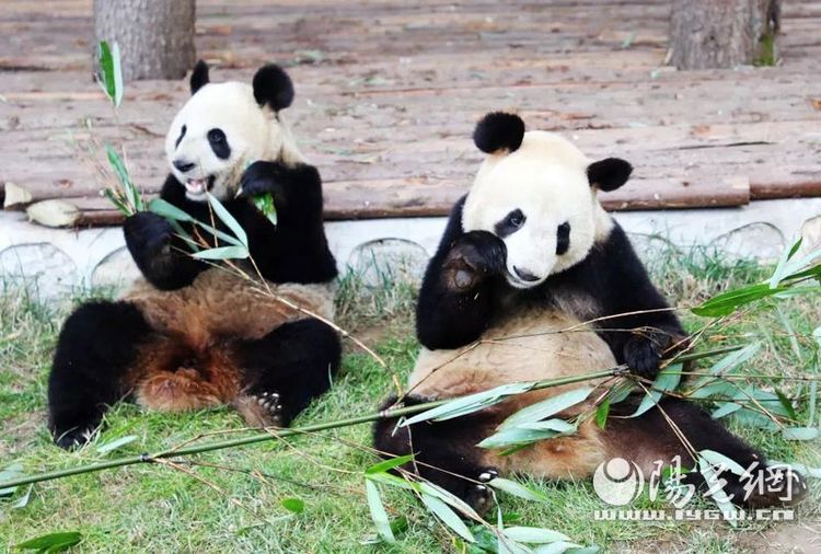 西安秦嶺野生動物園3月20日免費局部開放