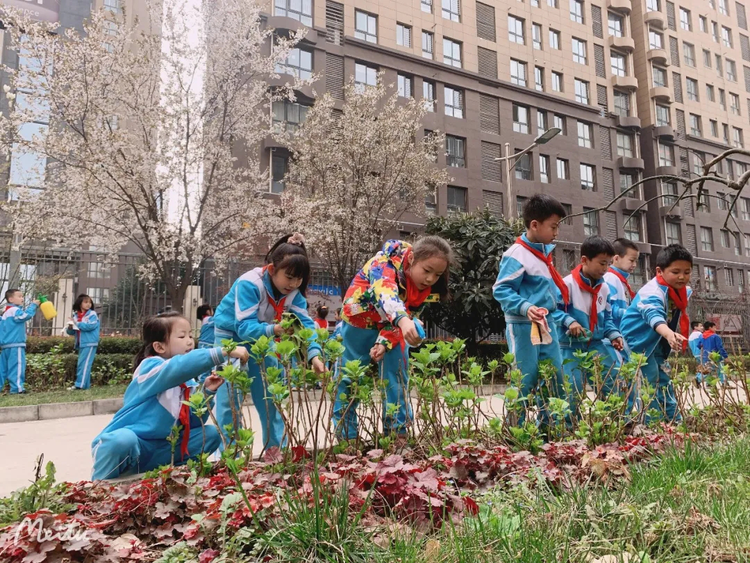 西安高新第七小學：小手添新綠 播種新希望