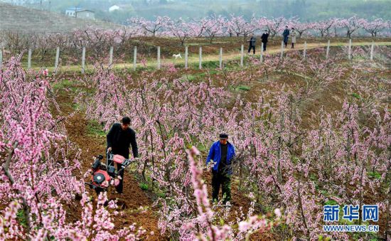 【中首  陜西   圖】陜西洋縣：柳山湖畔桃花紅