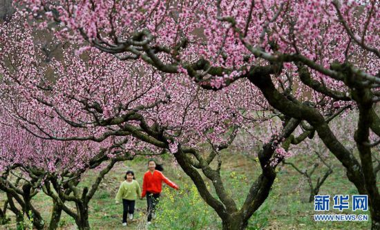 【中首  陜西   圖】陜西洋縣：柳山湖畔桃花紅