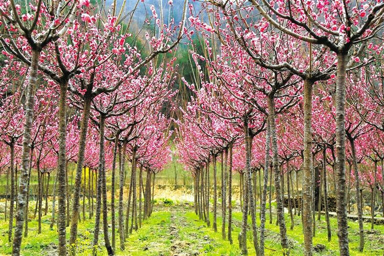 陜西這樣開展義務植樹 40年 4億人次 年均6000萬株_fororder_8924920_07d82a2f-07d2-4153-a306-d1731f7f5b3d