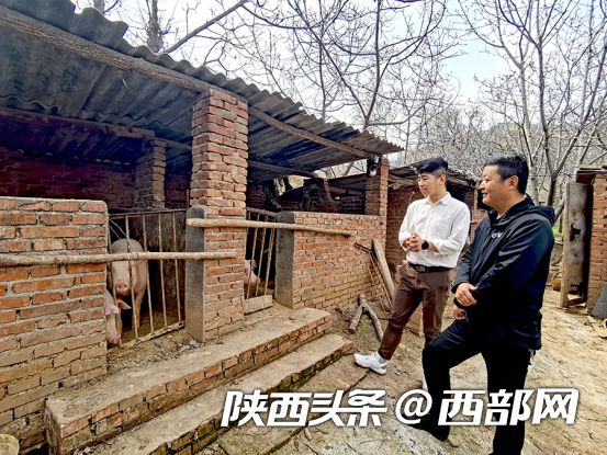 浐灞幫扶：畜牧養殖+特色種植+文化旅遊 芋坡村奏響鄉村發展“合奏曲”