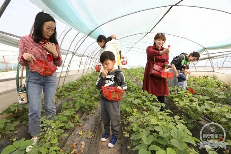 （轉載）灃西新城首屆鄉村振興高峰論壇暨第二屆草莓旅遊節舉行_fororder_b888e3ee189c21caa6da26