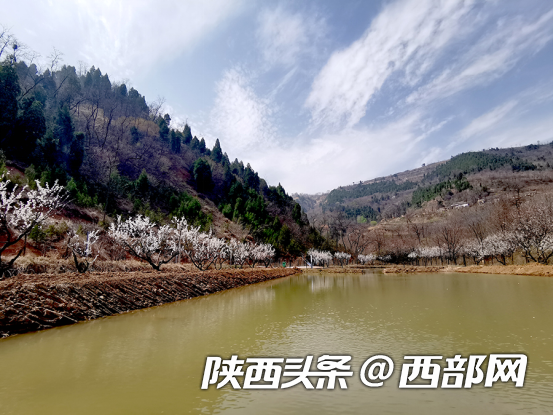 浐灞幫扶：畜牧養殖+特色種植+文化旅遊 芋坡村奏響鄉村發展“合奏曲”