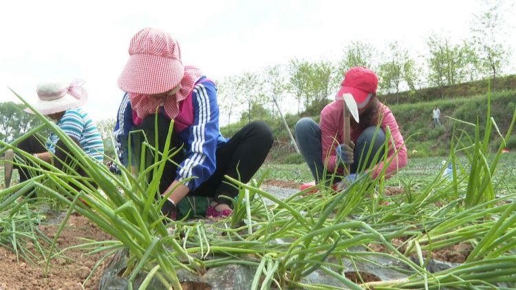 （轉載）麟遊： 鄉村振興産業旺 梧桐樹下引鳳來