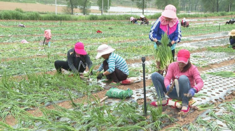 （轉載）麟遊： 鄉村振興産業旺 梧桐樹下引鳳來