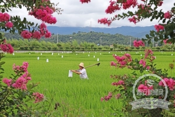 【中首  陜西  圖】全球朱鹮種群數量從7隻到7000多只