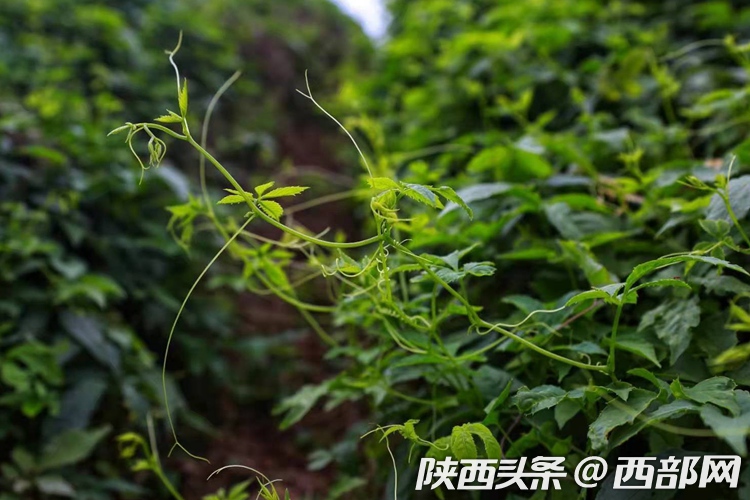 （轉載）第二屆陜西網上茶博會走進平利：賞鄉村美景 品安康富硒茶