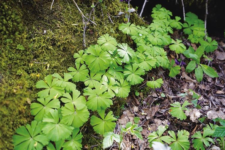 【中首 帶圖】秦嶺太白山2700米以下發現國家一級重點保護植物獨葉草_fororder_微信圖片_20210604084949