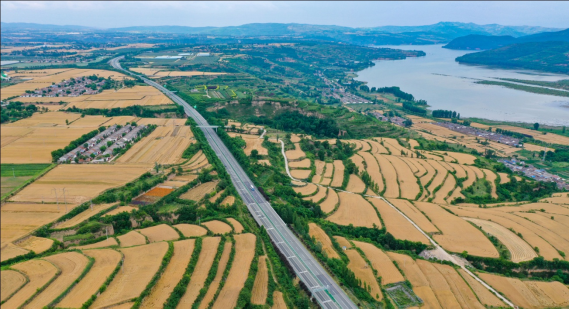 千陽夏收 糧食安全與美麗鄉村同步