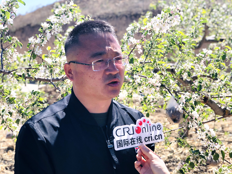 （已修改）“白頭偕老——蘋果樹下的誓言” 延安市寶塔區首屆蘋果花婚紗攝影節活動舉行