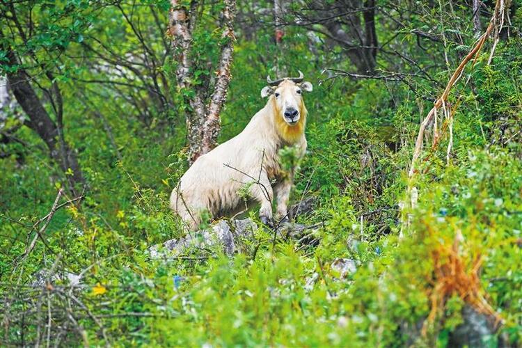 【中首 陜西 圖】秦嶺陜西段 為啥珍稀野生動植物頻頻“亮相”?