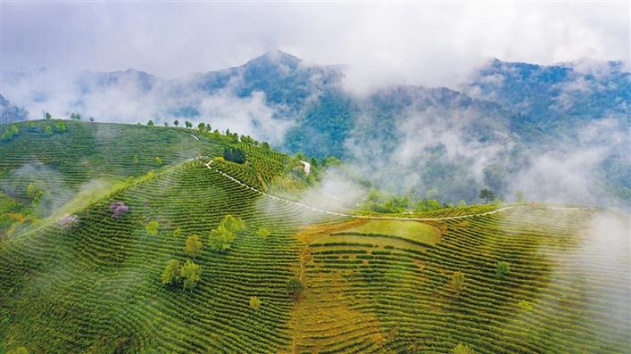 【中首  陜西  圖】青青茶葉 富了百姓綠了山鄉