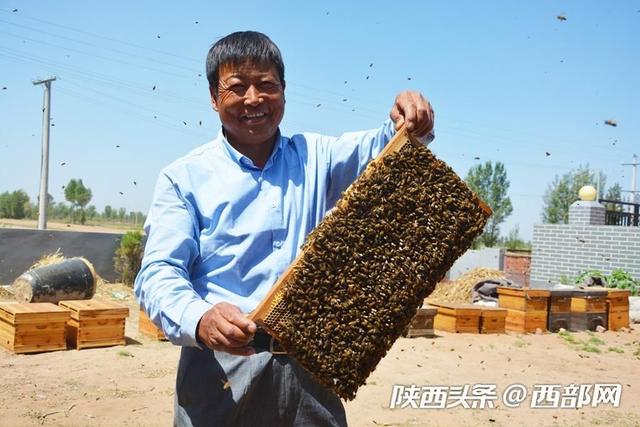 神木貧困戶用勤勞雙手“釀造”甜蜜生活 成當地脫貧樣本