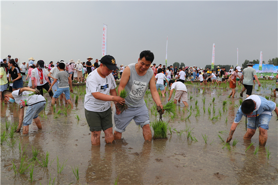 【有修改】西安高新區：秦嶺腳下快樂插秧 “關中江南”魅力初顯