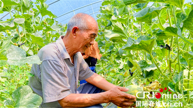 （有修改）【A】渭南大荔暢家村：甜蜜致富瓜 撐起小康夢