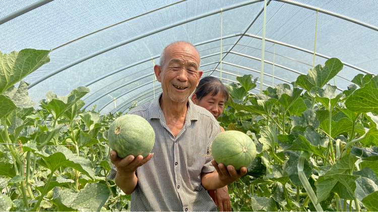 （連結已增加，修改第五國家戰略）【A】“醉”美豐收景  “果鄉之旅”讓“大荔甜”持續傳遞