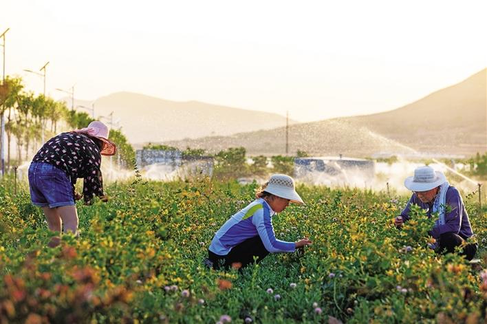 三秦新風貌 蒲城：金銀花開幸福來