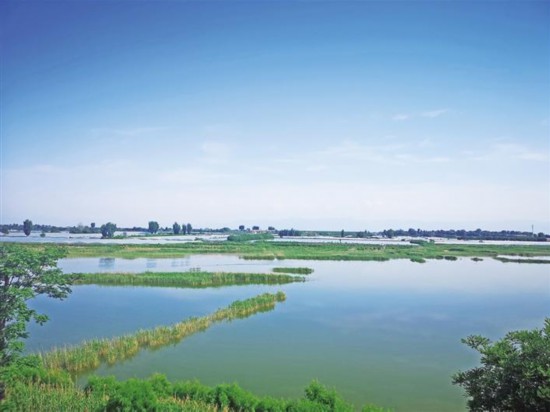 【中首  陜西  圖】陜西大荔朝邑國家濕地公園：野草青青 鳥鳴啾啾