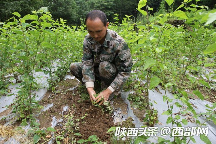 寧陜縣寧東林業局發展産業助力脫貧攻堅