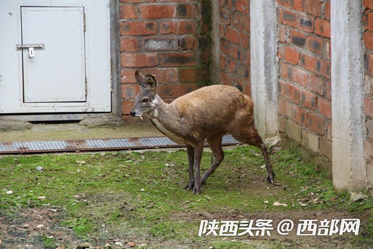 寧陜縣寧東林業局發展産業助力脫貧攻堅