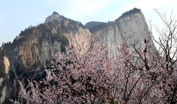 【與春天撞個滿懷 打卡最美春景】陜西渭南：春已至，靜看山間繁華_fororder_1