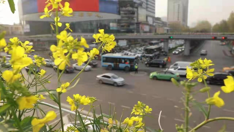 帶著春光來看你 漢中油菜花亮相西安街頭_fororder_圖片8