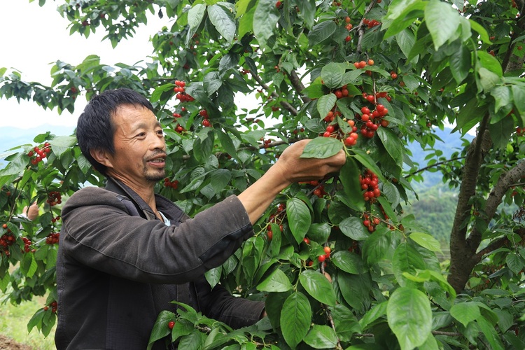 安康市嵐皋縣：“小”櫻桃映“紅”村民致富路_fororder_IMG_6473.JPG