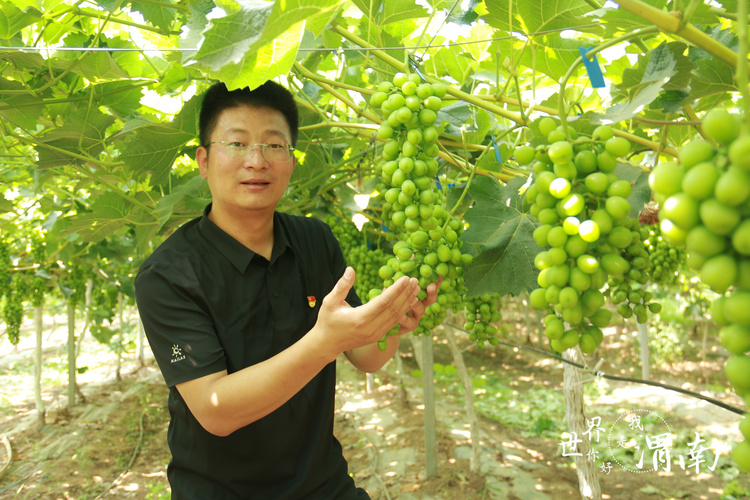 奮進新征程 建功新時代 | 陜西合陽：科技育好果 葡萄園裏産業興_fororder_微信圖片_20220705164558