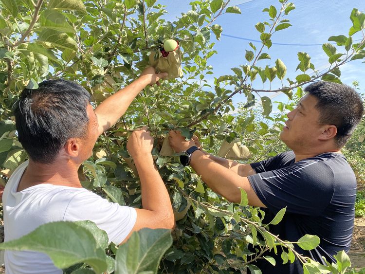 電商助力産業興 山地蘋果富柳林