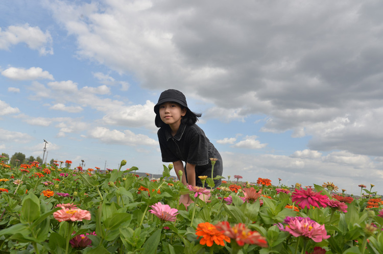 榆林靖邊：一片花海襯藍天_fororder_微信圖片_20220728085354