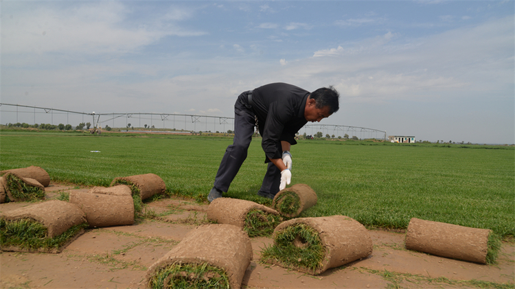 榆林靖邊：草坪種植助農增收_fororder_82943964527685002