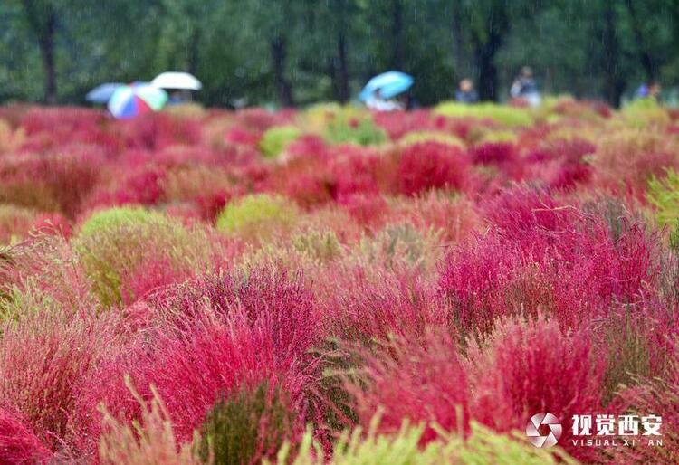 雨中觀賞“浩瀚紅海”