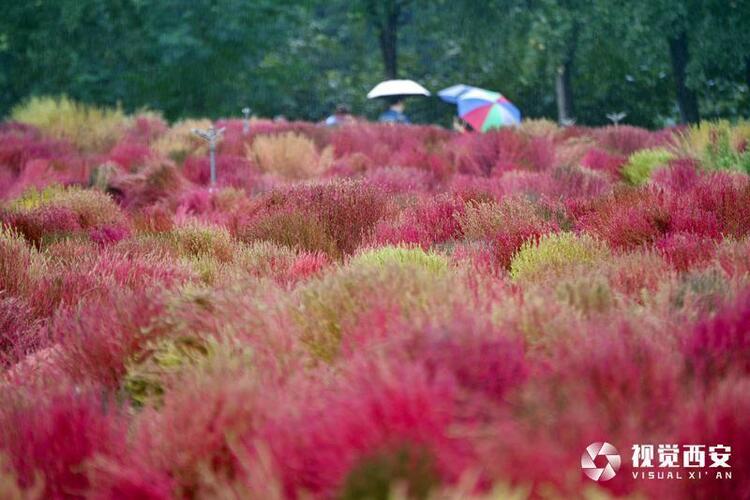 雨中觀賞“浩瀚紅海”