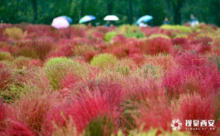 雨中觀賞“浩瀚紅海”