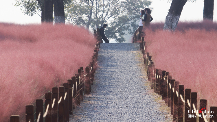 【人間秋色看陜西】西安漢長安城未央宮遺址公園：邂逅秋日粉色浪漫_fororder_微信圖片_20221021102949