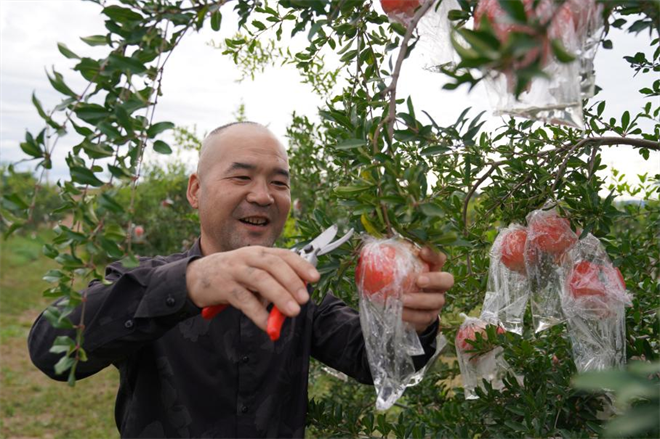 西安市臨潼區：瞄準農業強區目標 推進鄉村全面振興_fororder_圖片9