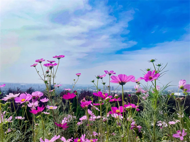 【人間秋色在陜西】灞河左岸生態公園：秋末冬初 花海如雲如煙如錦_fororder_微信圖片_20221107111313