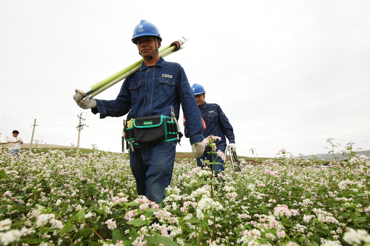 國網定邊縣供電公司：“薯”光照亮富民路 今朝遍開幸福花_fororder_圖片1