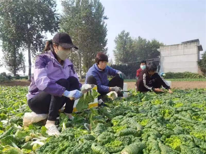 鄠邑區澇店街道：菜農喜獲豐收_fororder_圖片3