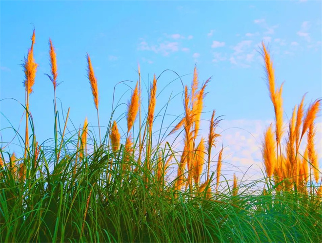 【人間秋色在陜西】灞河左岸生態公園：秋末冬初 花海如雲如煙如錦_fororder_微信圖片_20221107111332